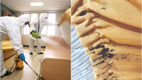 "Đại dịch hút máu" trở lại tấn công Hàn Quốc sau hơn 50 năm, thành phố Seoul khẩn cấp lùng sục hàng loạt kí túc xá, khách sạn