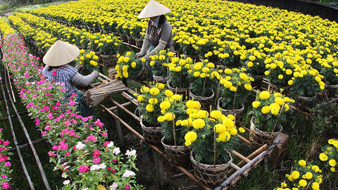 Nhà vườn vào mùa tất bật chuẩn bị hoa Tết