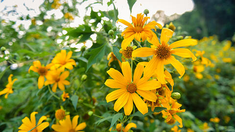 Rực rỡ mùa hoa cuối năm dọc đất nước