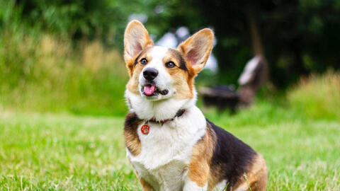 Ngày khai trương đẹp nhất năm 2022 cho tuổi Canh Tuất 1970