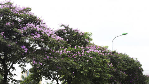 Chùm ảnh: Sắc hoa đầu hè rực rỡ nhuộm khắp phố phường Hà Nội