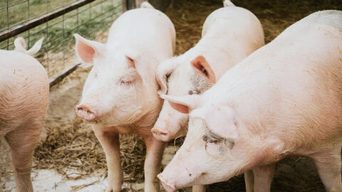 Giá heo hơi tuần tới khó kỳ vọng tăng