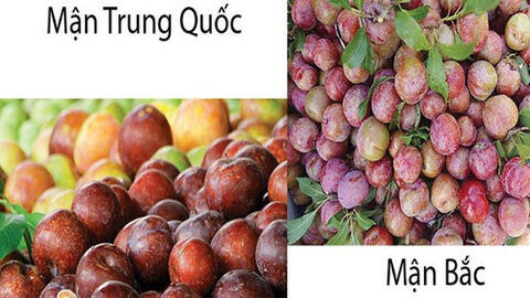 Phân biệt mận Mộc Châu và mận Trung Quốc