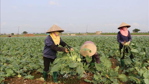 'Lao đao' su hào, bắp cải Bắc Ninh