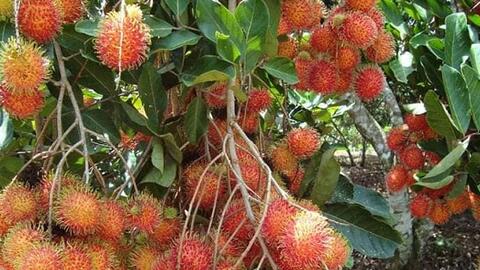 Giá thực phẩm ngày 19/7: Đang rộ mùa nên chôm chôm có giá rẻ