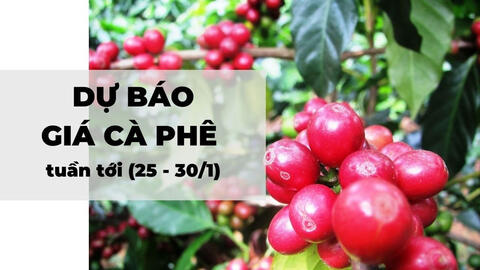 Dự báo giá cà phê tuần tới (25 - 30/1): Thời tiết tốt ủng hộ giá cà phê Arabica