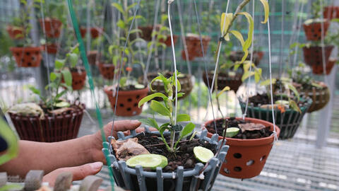 Cục Trồng trọt cảnh báo về lan đột biến