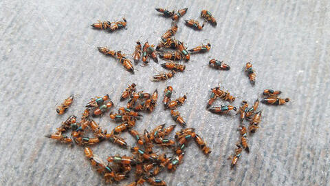 Người dân Hà Nội "mất ăn mất ngủ" vì kiến ba khoang