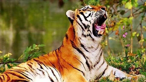 Ngày khai trương đẹp nhất năm 2022 cho tuổi Giáp Dần 1974