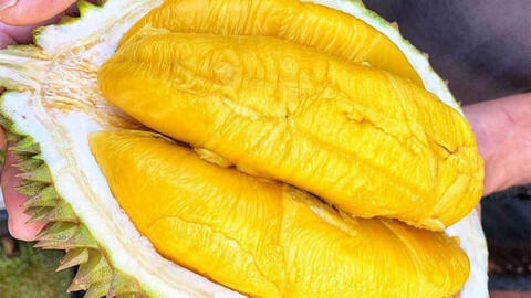 Sầu riêng ngon nhất thế giới bất ngờ được bán với giá rẻ chưa từng có