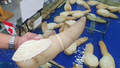 Ốc vòi voi vàng lần đầu về Việt Nam, giá 2,5 triệu đồng/kg