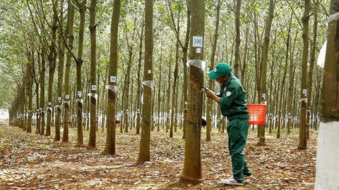 Cao su xuất khẩu chịu tác động tiêu cực từ cuộc chiến Nga – Ukraina