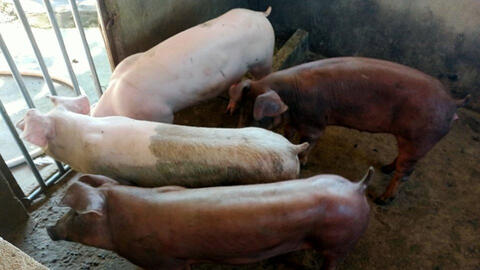 Giá heo hơi tiếp tục giảm cả ba miền