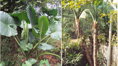 Hoạt tính có tác dụng hỗ trợ điều trị bệnh Gút của củ Ráy dại