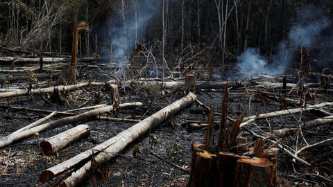 Tổng thống Brazil cho phép phá rừng để tăng diện tích đất nông nghiệp