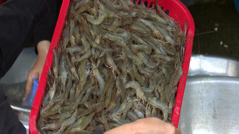 Tôm đất xuất hiện dày đặc ở đầm Ô Loan sau lũ