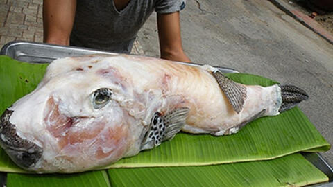 Chất độc từ cá mặt thỏ nguy hiểm thế nào?