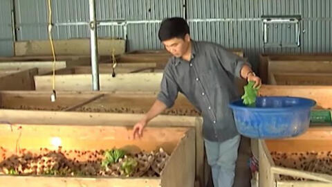 Thanh niên Hà Nội thu tiền tỷ mỗi năm nhờ vào nghề nuôi côn trùng