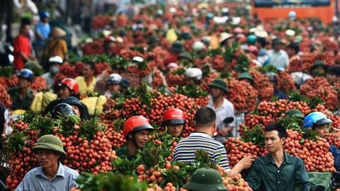 Trung Quốc thu hoạch 500.000 ha vải thiều, Việt Nam có lo?