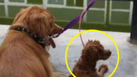 Nhà nuôi chó Golden và chó Poodle, chủ ngỡ ngàng trước kết quả của cuộc tình “vụng trộm”