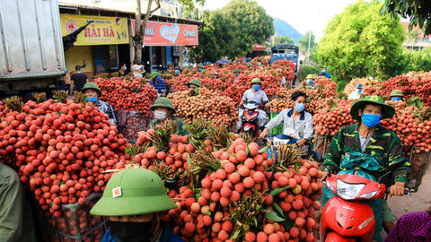 Bắc Giang bán hết 215.000 tấn vải thiều, thu hơn 6.800 tỉ đồng