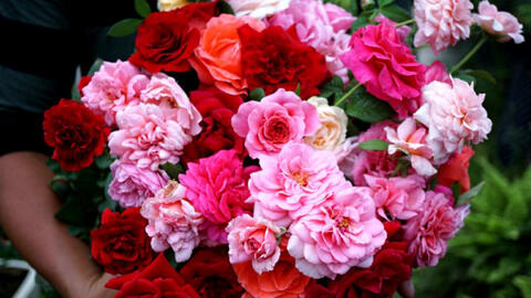 Gần dịp lễ 8/3, giá hoa hồng tăng mạnh, gấp 5 - 6 lần