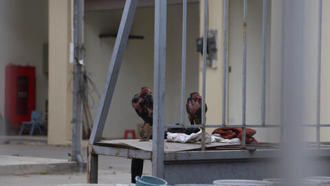 Khu chợ được đầu tư 18 tỷ đồng chỉ để.... thả gà