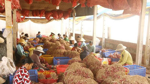 Sóc Trăng kêu gọi giải cứu 50.000 tấn hành tím