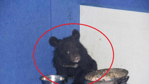 Hí hửng mua chó ngao Tây Tạng về nuôi, vài tháng sau chủ tái mặt gọi cảnh sát vì thấy cảnh tượng này