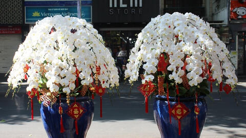 Lan công chúa nhập từ Nhật về giá 1 triệu đồng/cành vẫn đắt khách