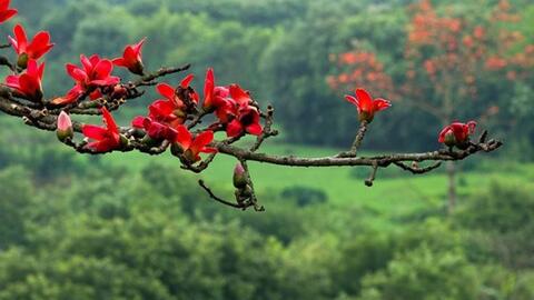 Ý nghĩa của loài hoa mộc miên bình dị