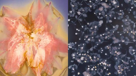 “Chloris" của nghệ sĩ Phạm Tuấn Ngọc: In nắng trên giấy ảnh đen trắng