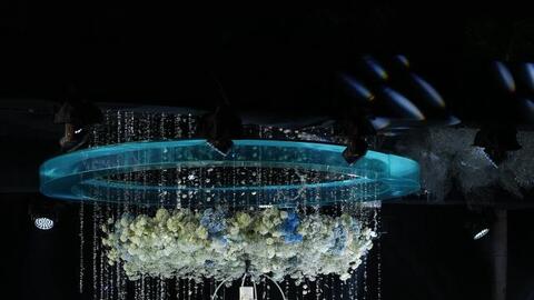 Xuất hiện đám cưới sang xịn ở Ba Đình, Hà Nội, cô dâu là top 5 Hoa hậu Hòa bình Việt Nam