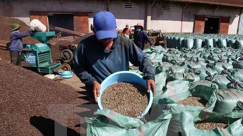 Giá cà phê xuất khẩu tháng 1/2022 tăng gần 30% so với cùng kỳ 2021