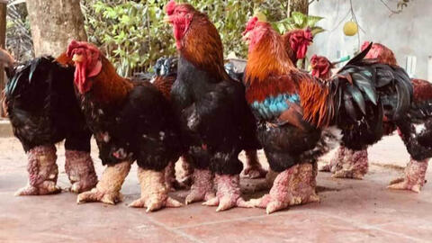 Gà Đông Tảo với đôi chân "khủng" được trả giá 20 triệu đồng vẫn không mua được