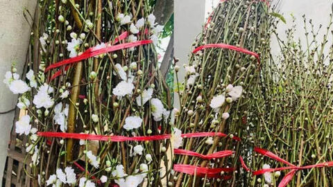 Bạch đào có bông trắng muốt như tuyết được nhiều người lùng mua chơi Tết Tân Sửu 2021