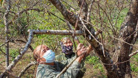 Bộ trưởng Mai Tiến Dũng: "Chỉ được khai thác đào rừng mà người dân tự trồng"