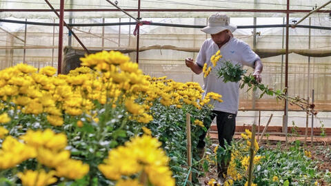 Giá hoa chạm đáy, nông dân Đà Lạt phải nhổ bỏ