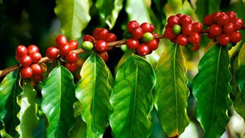 Giá cà phê thế giới còn ảm đạm do COVID-19