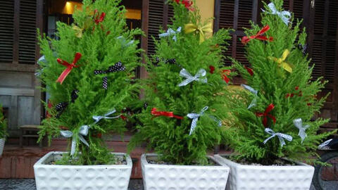 Xu hướng chơi cây tùng thơm thay cho cây thông mùa Noel 2020