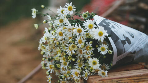 Nhiều vấn đề thời sự quá, chúng ta đã quên Hà Nội đang vào mùa hoa