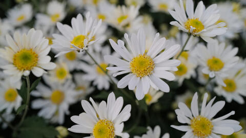 Người dân tất bật thu hoạch cúc họa mi