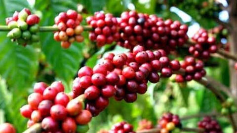 Giá cà phê đồng loạt tăng nhẹ