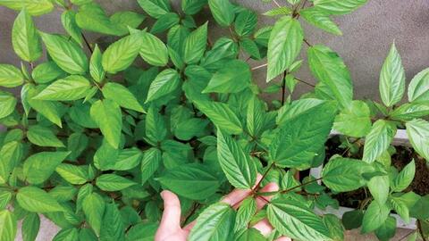 Rau đay, món quê dân dã