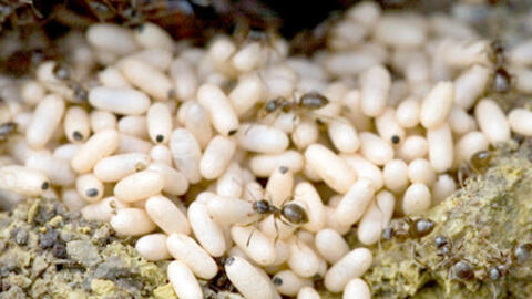 Chuyên gia cảnh báo ăn trứng gai đen có thể bị ngộ độc