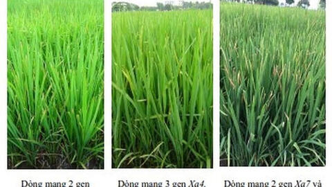 Nghiên cứu chọn tạo giống lúa kháng bệnh bạc lá bằng chỉ thị phân tử (Giai đoạn 2)