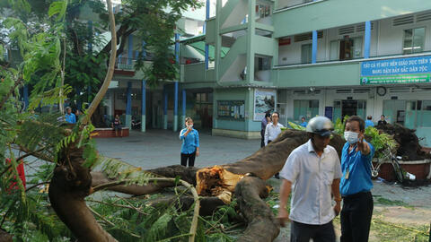 TPHCM: Cây cổ thụ trong sân trường bất ngờ bật gốc đè lên nhiều học sinh