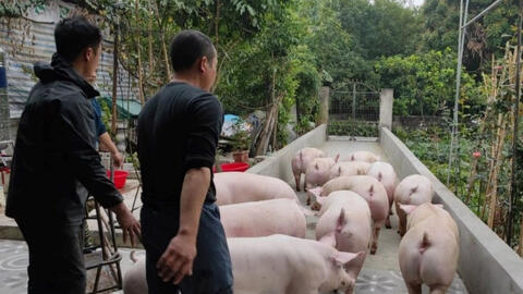 Giá heo hơi nhiều tỉnh miền Bắc còn 62.000 – 66.000 đồng/kg