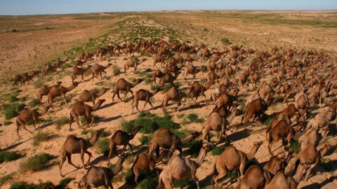 Úc tiến hành bắn chết 10.000 con lạc đà vì uống quá nhiều nước