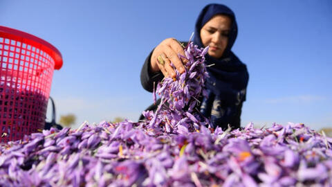 Nữ doanh nhân của "kho vàng đỏ" Afghanistan tuyên bố ở lại quê hương, đấu tranh cho phụ nữ